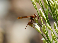 Polistes dorsalis californicus