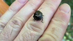Poecilocoris lewisi