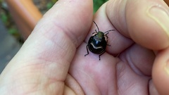 Poecilocoris lewisi