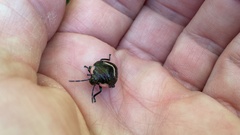 Poecilocoris lewisi