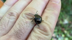 Poecilocoris lewisi