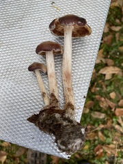 Gymnopilus luteofolius
