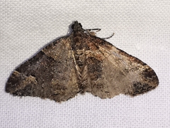 Catarhoe basochesiata