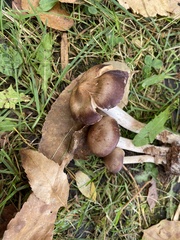 Gymnopilus luteofolius