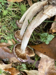 Gymnopilus luteofolius