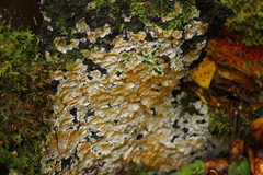 Serpula himantioides