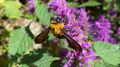 Xylocopa appendiculata