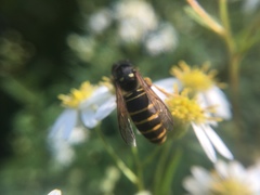 Vespula acadica