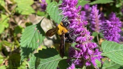 Xylocopa appendiculata