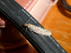 Tineidae
