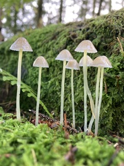 Mycena
