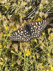 Euphydryas chalcedona hennei
