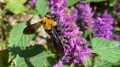 Xylocopa appendiculata