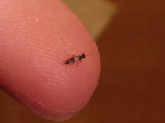 Aculeata