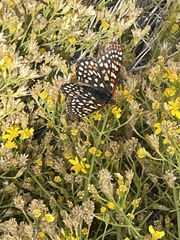 Euphydryas chalcedona hennei