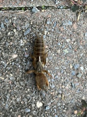 Neocurtilla hexadactyla