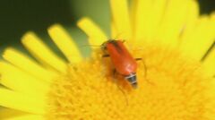 Anthocomus rufus