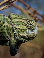 Chamaeleo chamaeleon chamaeleon