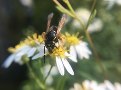 Vespula acadica