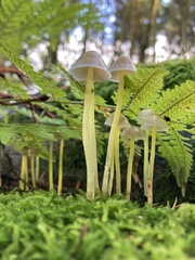 Mycena