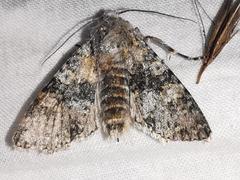 Polymixis xanthomista