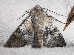 Polymixis xanthomista