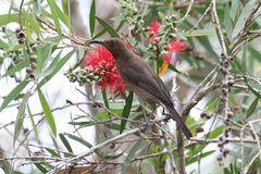 Myzomela obscura