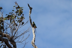 Purpureicephalus spurius