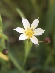 Sisyrinchium