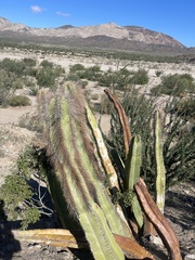 Lophocereus schottii