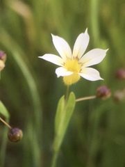 Sisyrinchium