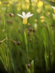 Sisyrinchium