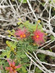 Calliandra chilensis
