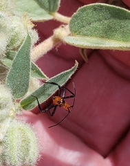 Zelus longipes