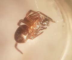 Enoplognatha thoracica