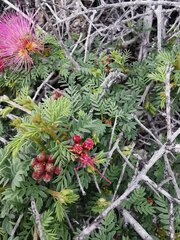 Calliandra chilensis