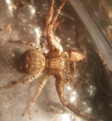 Xysticus acerbus