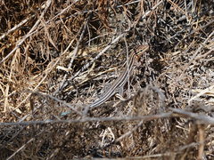 Aspidoscelis hyperythrus