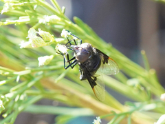 Copestylum violaceum