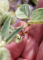 Zelus longipes