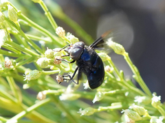 Copestylum violaceum