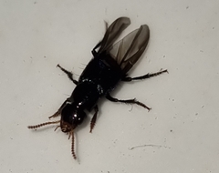 Staphylinini