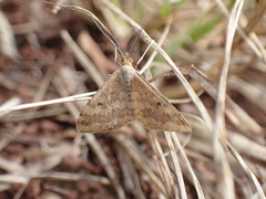 Scopula rubraria