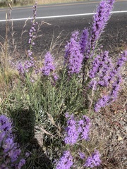 Liatris punctata