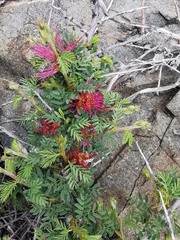 Calliandra chilensis