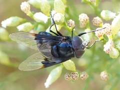 Copestylum violaceum
