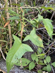 Persicaria arifolia