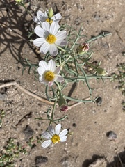 Nicolletia trifida