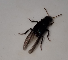 Staphylinini