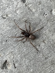 Steatoda bipunctata